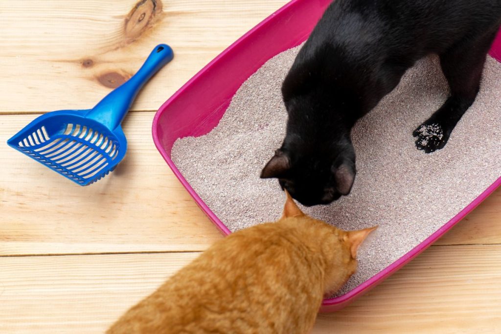 best vacuum cleaner for cat litter review